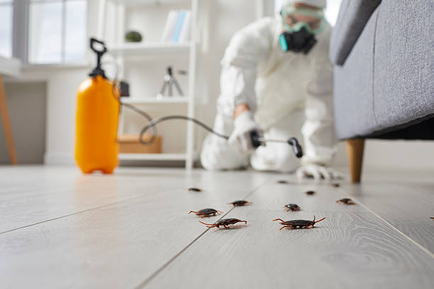 Trusted Rodent Control service in Ogdensburg, NY - Nex Pest Control